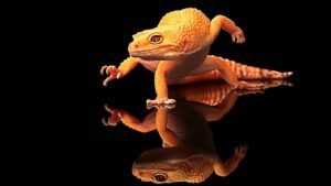 सिरपर छिपकली गिरने का फल।। 1 What if lizard fall on your head