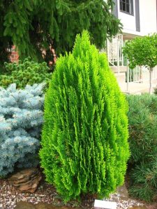 Dhandayak Plants Vastu