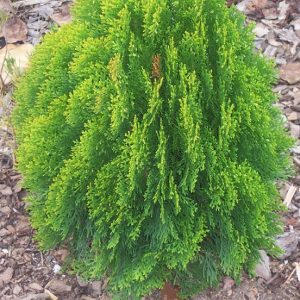 Dhandayak Plants Vastu