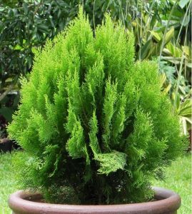 Dhandayak Plants Vastu